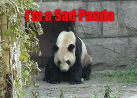 Snedds_sad_panda.jpg