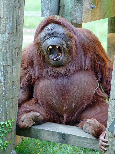 jenkis_orangutan-1a.jpg